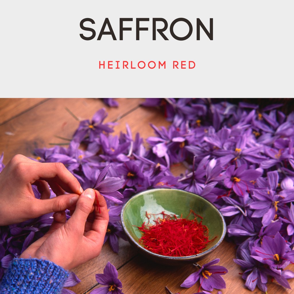 Saffron and Its Uses for Cognition and Brain Health - Superfood Sutra